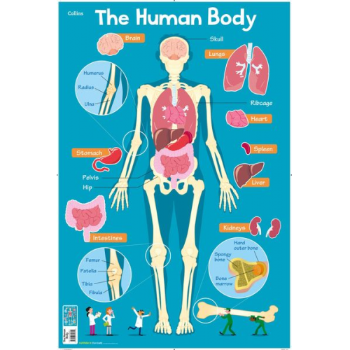 Collins Kids - Human Body