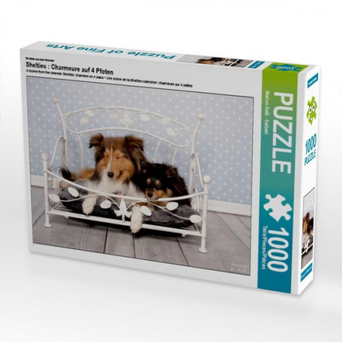 Ein Motiv aus dem Kalender Shelties : Charmeure auf 4 Pfoten (Puzzle)