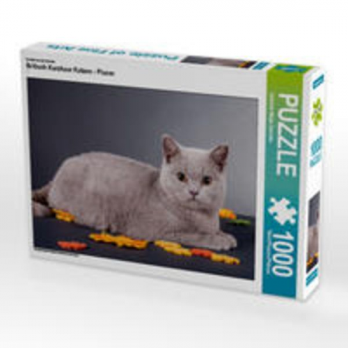 CALVENDO Puzzle Britisch Kurzhaar Katzen - Planer 1000 Teile Lege-Größe 64 x 48 cm Foto-Puzzle Bild von Gabriela Wejat-Zaretzke