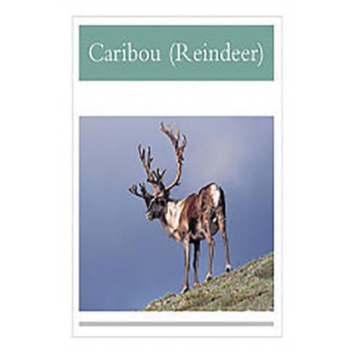 Rigby - Caribou Reindeer