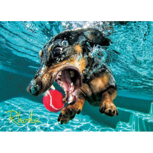 Underwater Dogs: Rhoda 1000-Piece Puzzle