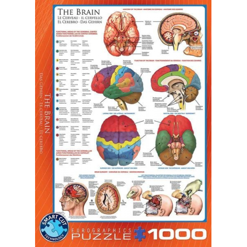 Eurographics 6000-0256 - Das Gehirn , Puzzle, 1.000 Teile