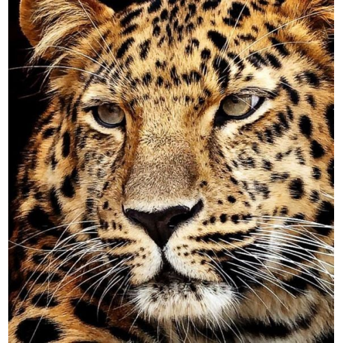 Diamond Painting Jaguar Kopf 40x30 cm