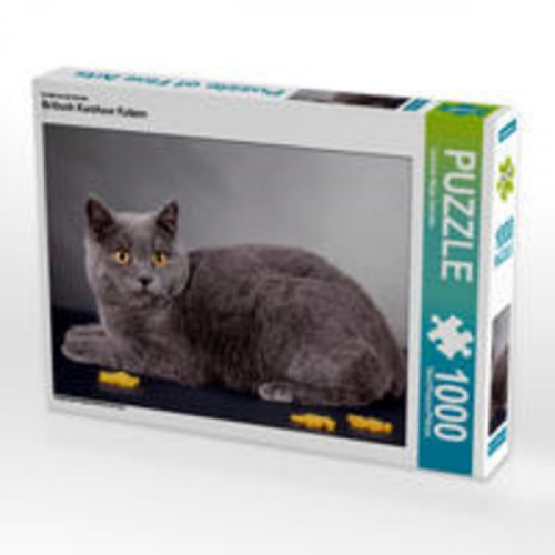 CALVENDO Puzzle Britisch Kurzhaar Katzen 1000 Teile Lege-Größe 64 x 48 cm Foto-Puzzle Bild von Gabriela Wejat-Zaretzke