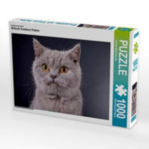 CALVENDO Puzzle Britisch Kurzhaar Katzen 1000 Teile Lege-Größe 64 x 48 cm Foto-Puzzle Bild von Gabriela Wejat-Zaretzke