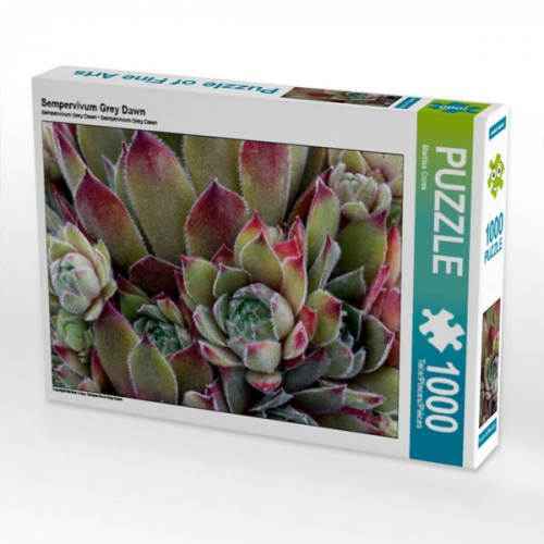 Sempervivum Grey Dawn (Puzzle)