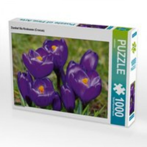 CALVENDO Puzzle Dunkel lila Krokusse (Crocus) 1000 Teile Lege-Größe 64 x 48 cm Foto-Puzzle Bild von kattobello