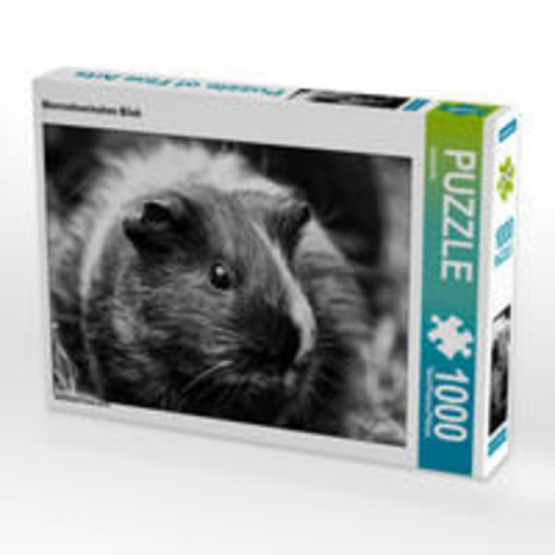 CALVENDO Puzzle Meerschweinchen Blick 1000 Teile Lege-Größe 64 x 48 cm Foto-Puzzle Bild von kattobello