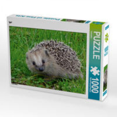 CALVENDO Puzzle Igel 1000 Teile Lege-Größe 64 x 48 cm Foto-Puzzle Bild von Kattobello