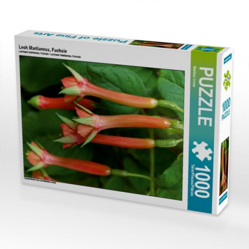 Lech Martianess, Fuchsie (Puzzle)