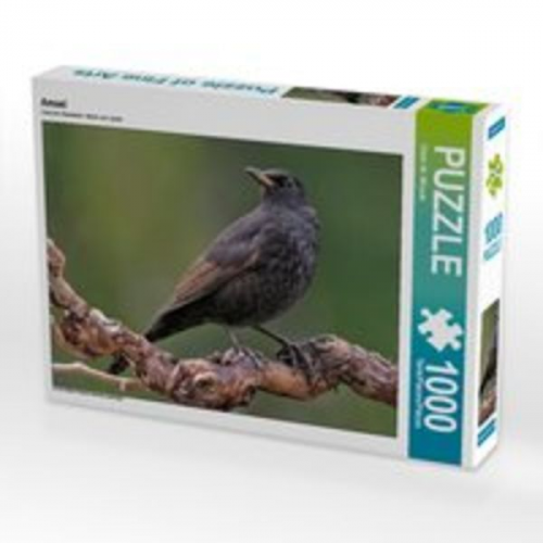 CALVENDO Puzzle Amsel 1000 Teile Lege-Größe 64 x 48 cm Foto-Puzzle Bild von Dieter-M. Wilczek