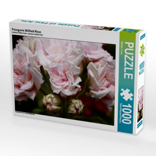 Pelargonie Millfield Rose (Puzzle)