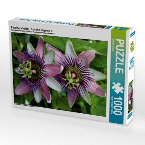 Passiflora belotii Kaiserin Eugenie` x (Puzzle)