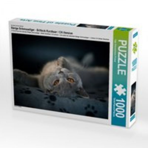 CALVENDO Puzzle Bärige Schmusetiger - Britisch Kurzhaar / CH-Version 1000 Teile Lege-Größe 64 x 48 cm Foto-Puzzle Bild von Inge Zimmermann-Probst