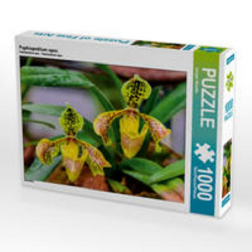 CALVENDO Puzzle Paphiopedilum spec. 1000 Teile Lege-Größe 64 x 48 cm Foto-Puzzle Bild von Juergen Woehlke