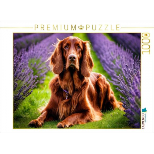 CALVENDO Puzzle Irish Setter im Lavendelfeld | 1000 Teile Lege-Größe 64x48cm Foto-Puzzle für glückliche Stunden