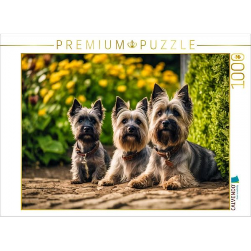 CALVENDO Puzzle Cairn Terrier - lustige Raubein Schottland | 1000 Teile Lege-Größe 64x48cm Foto-Puzzle für glückliche Stunden