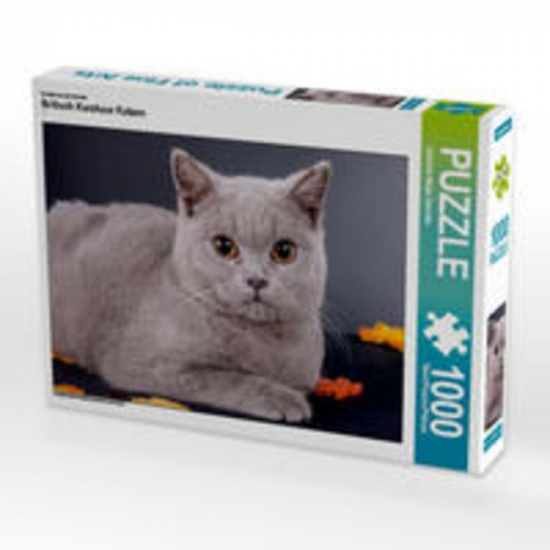 CALVENDO Puzzle Britisch Kurzhaar Katzen 1000 Teile Lege-Größe 64 x 48 cm Foto-Puzzle Bild von Gabriela Wejat-Zaretzke