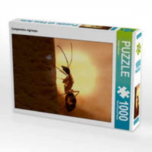 CALVENDO Puzzle Camponotus nigriceps 1000 Teile Lege-Größe 64 x 48 cm Foto-Puzzle Bild von Roland Störmer