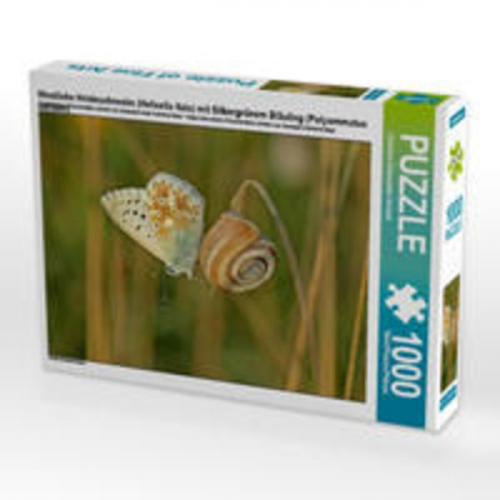 CALVENDO Puzzle Westliche Heideschnecke (Helicella itala) mit Silbergrünem Bläuling (Polyommatus coridon) 1000 Teile Lege-Größe 64 x 48 cm Foto-Puzzle