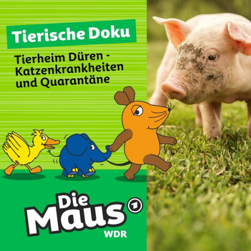 Die Maus - Tierheim Düren - Katzenkrankheiten und Quarantäne