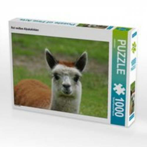 CALVENDO Puzzle Rot weißes Alpakafohlen 1000 Teile Lege-Größe 64 x 48 cm Foto-Puzzle Bild von kattobello