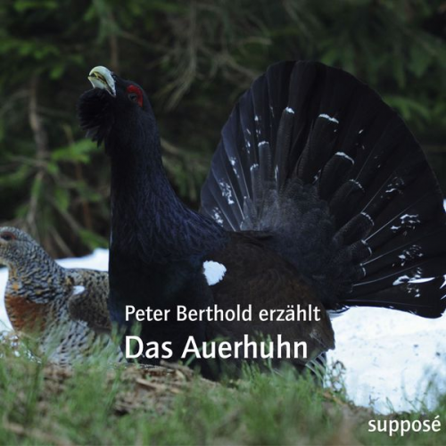 Peter Berthold Klaus Sander - Das Auerhuhn