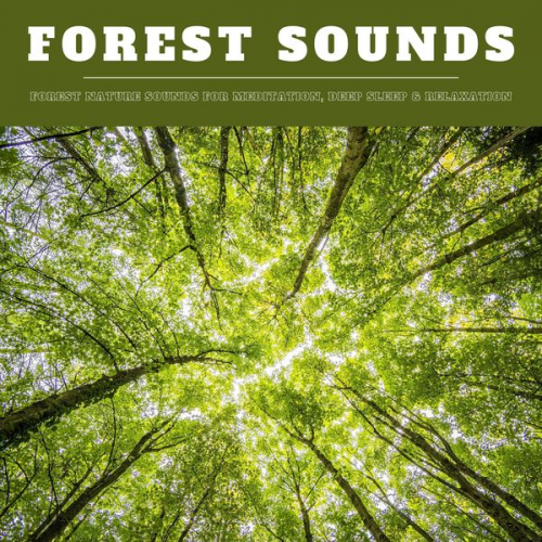 Nature Sounds Therapy - Forest Sounds: Forest Nature Sounds for Meditation, Deep Sleep & Relaxation (XXL Bundle)