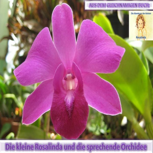 Monika Schuberth - Rosalinda und die sprechende Orchidee