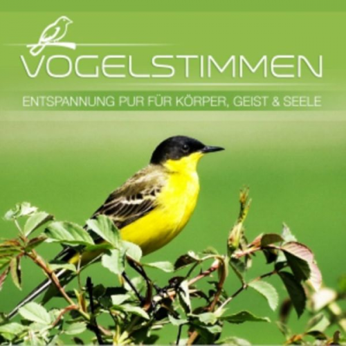 Vogelstimmen-Entspannung für