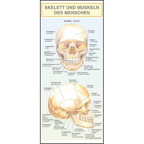 Barbora Dančová - Leporello: Skelett und Muskeln des Menschen - Alle Begriffe im Überblick