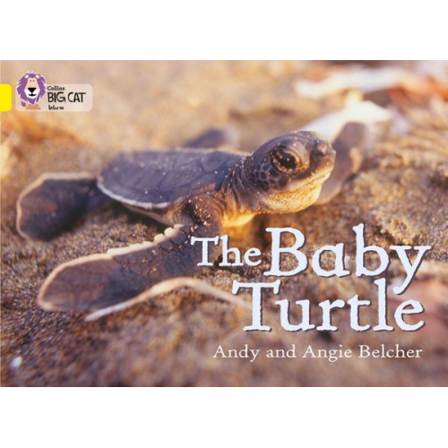 Andy Belcher Angie Belcher - The Baby Turtle