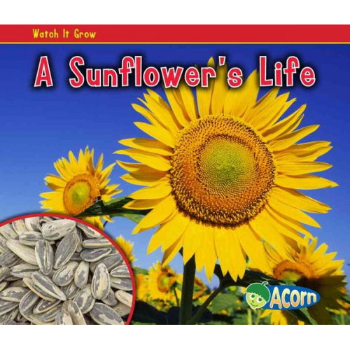 Nancy Dickmann - A Sunflower's Life