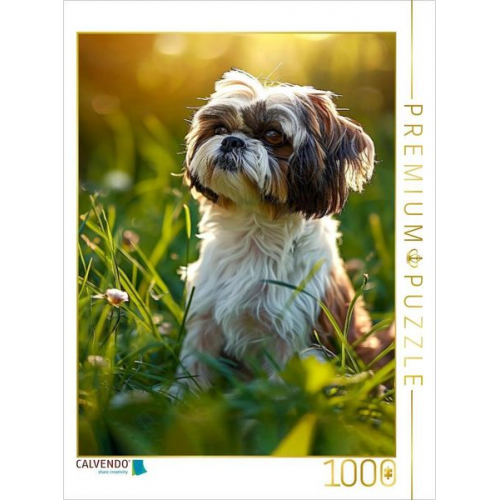 CALVENDO Puzzle Shih Tzu, soll ich mich im Gras verstecken | 1000 Teile Lege-Größe 64x48cm Foto-Puzzle für glückliche Stunden