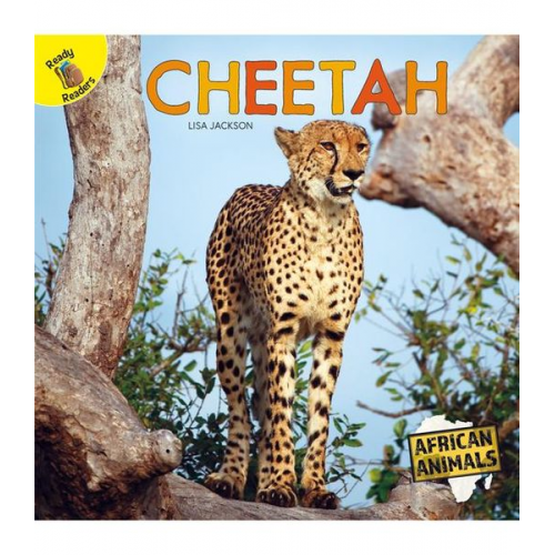 Jackson - Cheetah