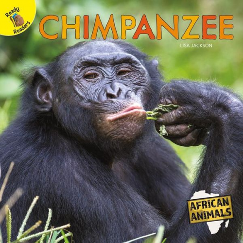 Jackson - Chimpanzee