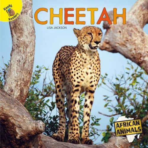 Jackson - Cheetah