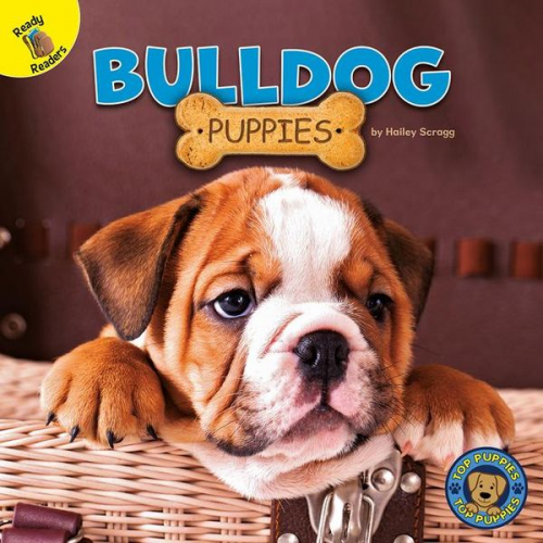 Hailey Scragg - Bulldog Puppies