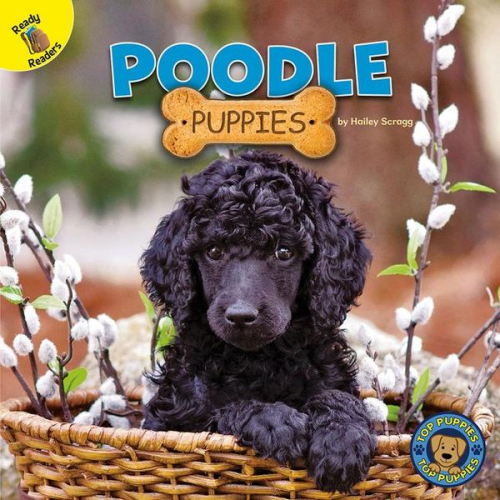 Hailey Scragg - Poodle Puppies