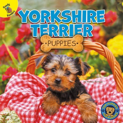 Hailey Scragg - Yorkshire Terrier Puppies