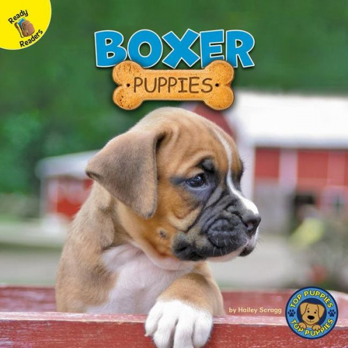 Hailey Scragg - Boxer Puppies