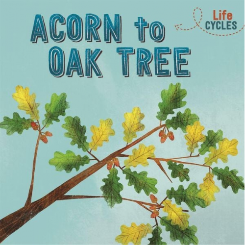 Rachel Tonkin - Life Cycles: Acorn to Oak Tree