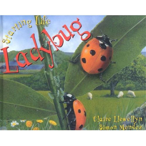 Claire Llewellyn - Ladybug