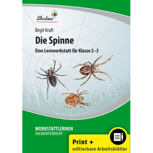 Birgit Kraft - Die Spinne