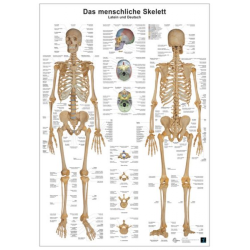 Christoph Oberdieck - Anatomie-Lerntafel/Skelett