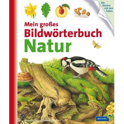 Mein großes Bildwörterbuch Natur