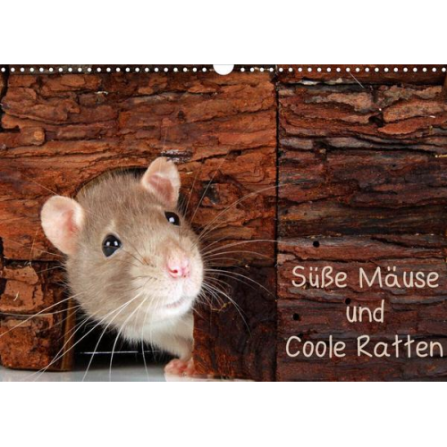 Klaus Eppele - Süße Mäuse und Coole Ratten (Wandkalender 2023 DIN A3 quer)