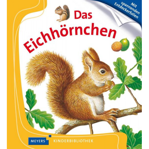 Das Eichhörnchen