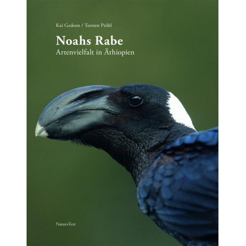 Kai Gedeon - Noahs Rabe