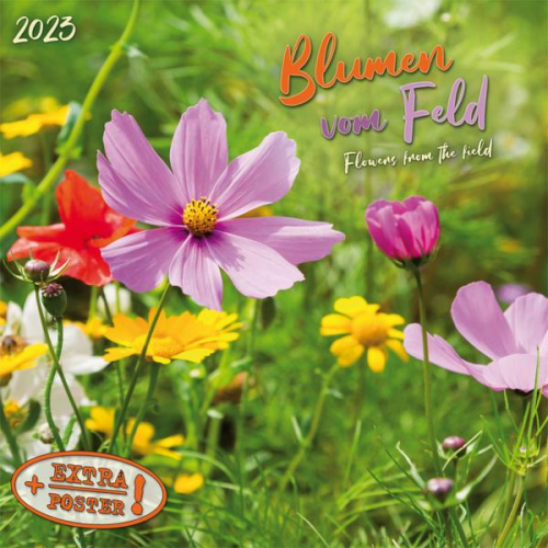 Blumen vom Feld 2023